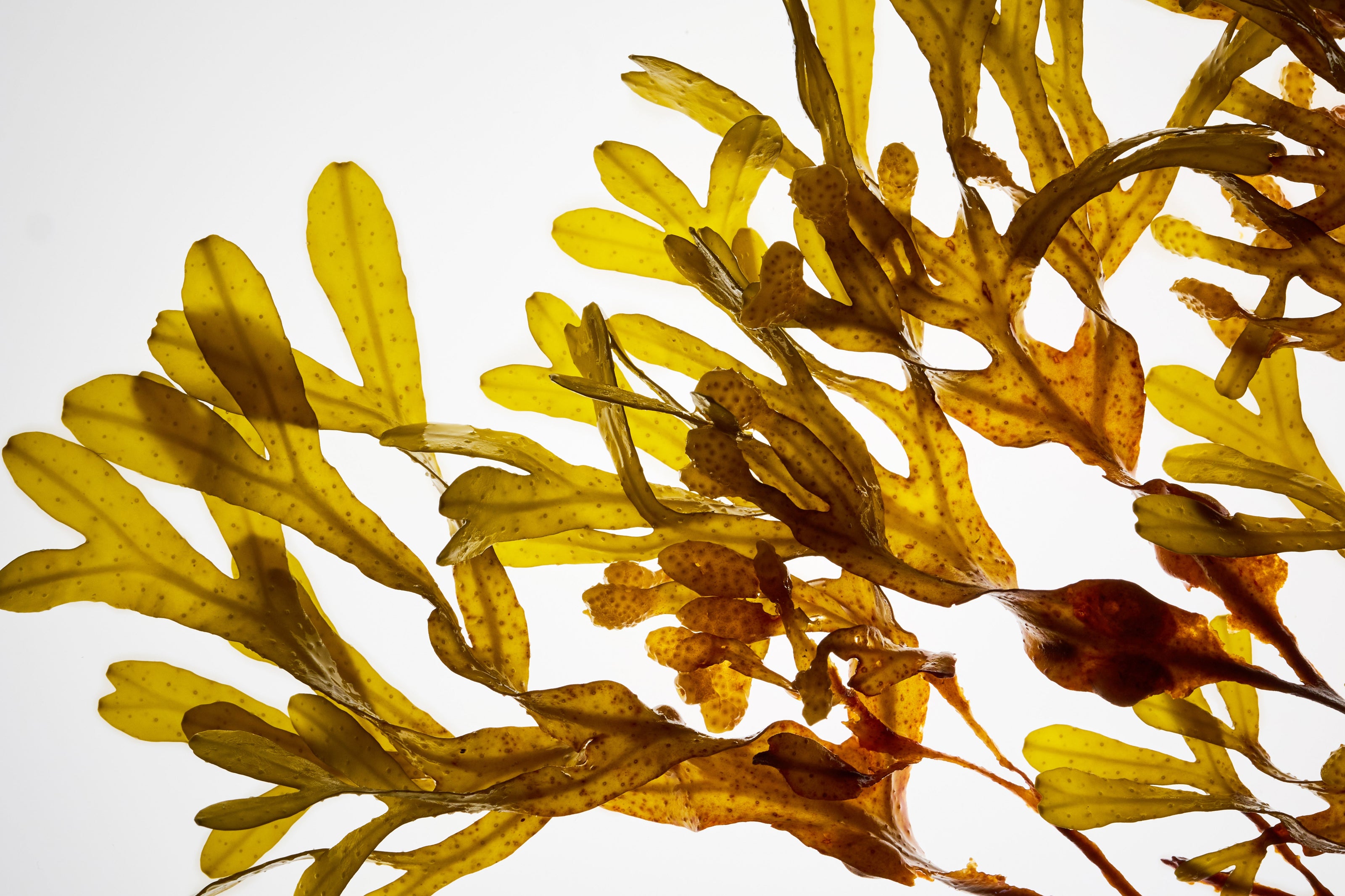 Close-up of brown seaweed on a white background