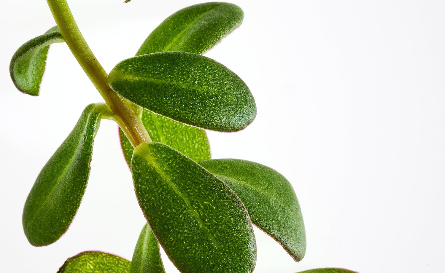 Purslane